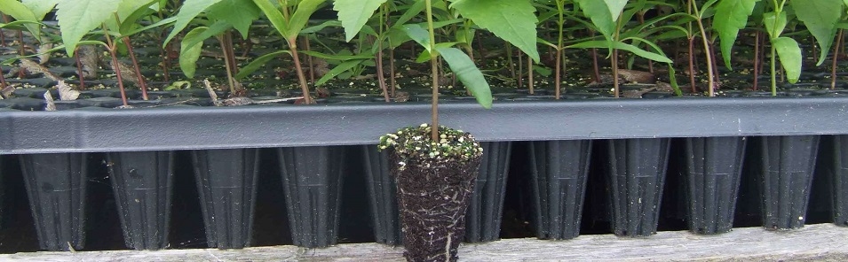 Mehrweg- und leichte Ausführung